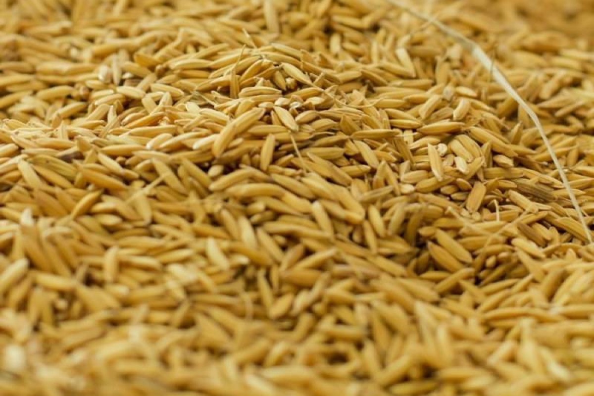 روغن سبوس برنج و فوايد مصرف آن